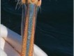 1303232104 - 000 - wildlife pelican from lindblad
